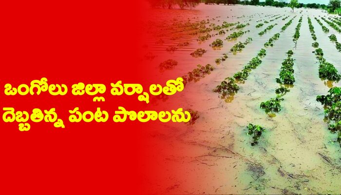 Ongole collector dinesh kumar visited fields damaged by mandous cyclone