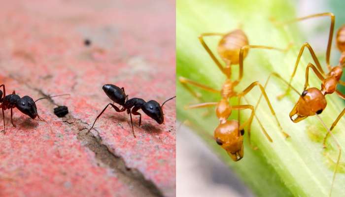 Home Vastu Tips for Ants: మీ ఇంట్లో నలుపు, ఎరుపు చీమలు ఉన్నాయా.. ఏవి శుభమో, ఏవి అశుభమో తెలుసుకోండి?