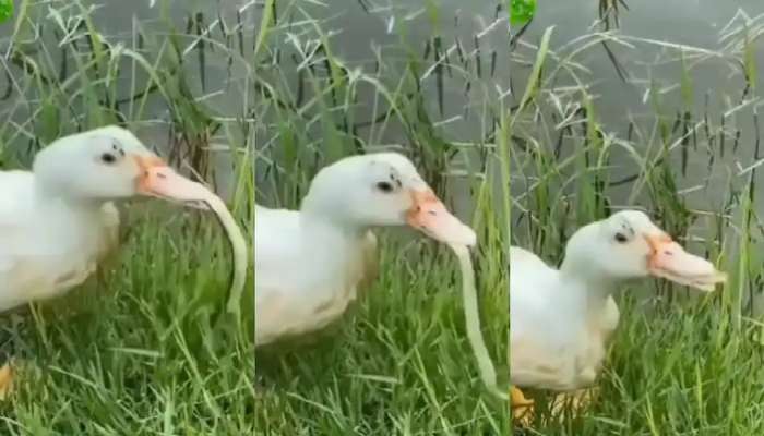 Duck vs Snake Video: ప్రమాదకర పాముని ఆ చిన్న బాతు ఎలా మింగేసిందో