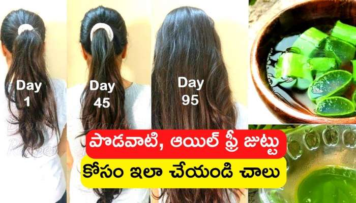 Aloe Vera Gel Benefits: Applying Aloe Vera To Hair Get Into Long Oil Free  Hair In 12 Days | Aloe Vera Gel Benefits: కలబందను ఇలా జుట్టుకు అప్లై  చేస్తే.. పొడవుగా, ఆయిల్‌ ఫ్రీ జుట్టుగా