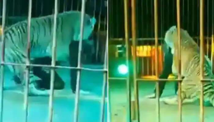Tiger Attacks Circus Trainer: సర్కస్‌లో ఎదురు తిరిగిన పెద్ద పులి.. ఒళ్లు గగుర్పొడిచే రియల్ వీడియో