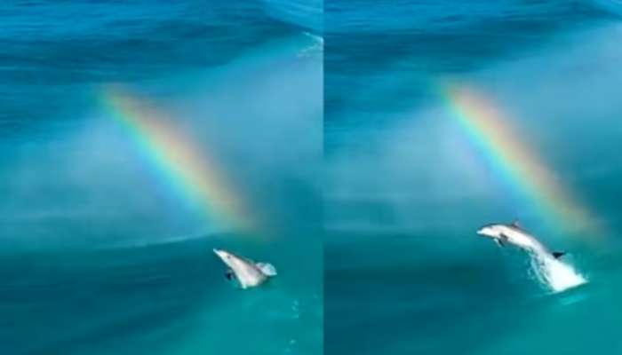 Rainbow Dolphin VIral Video: ఇంద్రధనస్సుపై నుంచి దూకిన డాల్ఫిన్.. మంత్రముగ్దులను చేసే వీడియో! తప్పక చూడాల్సిందే