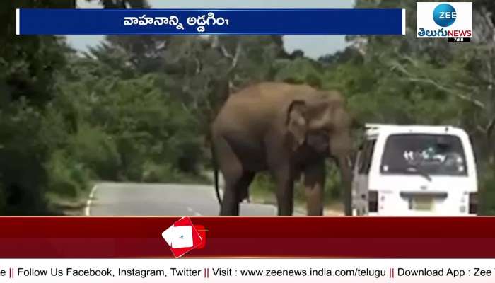  Elephants created havoc in chittoor district
