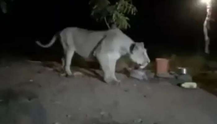 Lion Man Viral Video: ఐదు పెగ్గులు వేస్తే.. సింహంతో కూడా ఆటాడుకోవచ్చు! నమ్ముకుంటే ఈ వీడియో చూడండి