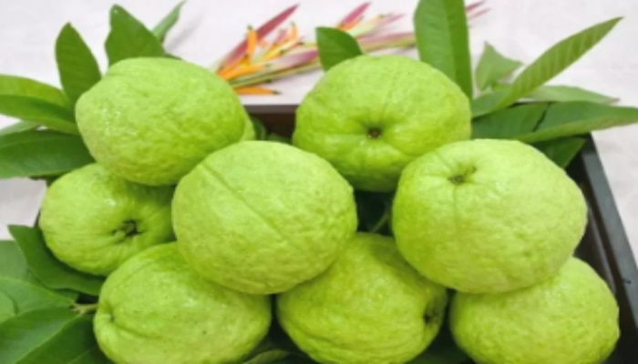 Guava Side Effects: ఇలాంటి వారు జామపండును అస్సలు తినకూడదు.. ఎందుకో తెలుసా?