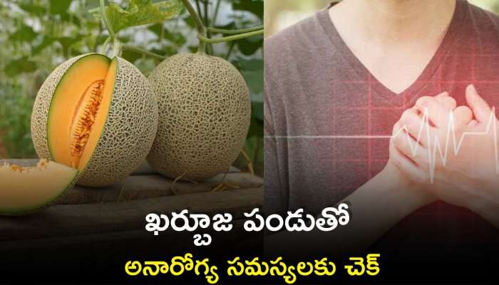 Melon Health Benefits: ఖర్బూజ పండుతో ఇన్ని ఆరోగ్య ప్రయోజనాలా..?