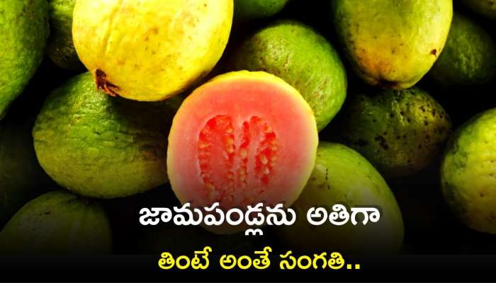 Guava Side Effects: జామపండ్లను అతిగా తింటే అంతే సంగతి.. ఈ వ్యాధులున్నవారు అస్సలు తినొద్దు..