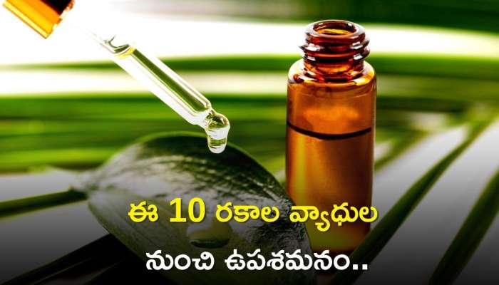 Tea Tree Oil: రూ. 89లకే ఈ 10 రకాల వ్యాధుల నుంచి ఉపశమనం పొందవచ్చు.. 