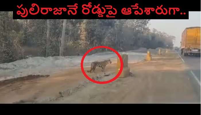 Tiger Viral Video: రోడ్డు దాటేందుకు తిప్పలు పడుతున్న టైగర్ వైరల్ వీడియో