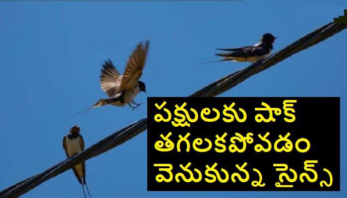 Why Birds Won't Get Shock: కరెంట్ తీగలపై పక్షులకు ఎందుకు షాక్ తగలదో తెలుసా ?