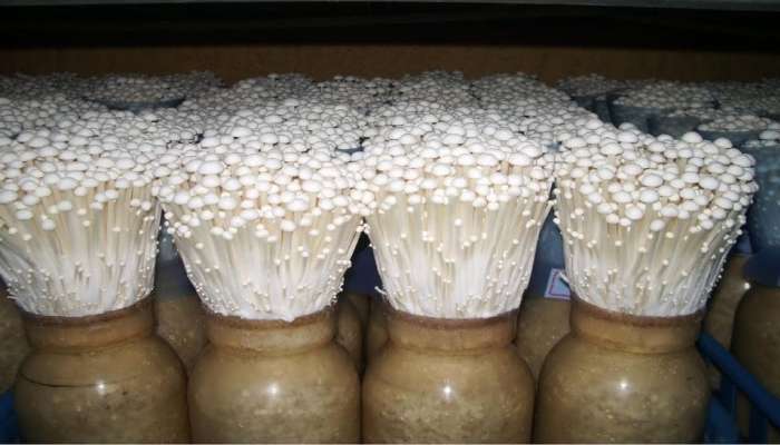 Mushroom Business: లక్ష రూపాయల పెట్టుబడితో నెలకు పది లక్షలు సంపాదించే అద్భుతమైన సులభమైన వ్యాపారం