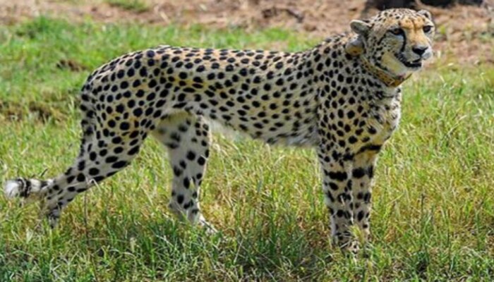Project Cheetah: భారత్‌కు చేరిన మరో 12 చీతాలు.. కునో నేషనల్ పార్కులో విడిచిపెట్టిన సీఎం..