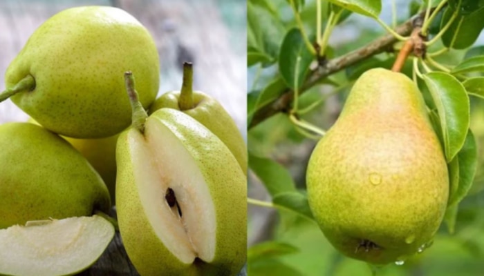 Pear Side Effects: ఈ జబ్బులు ఉన్నవారు పొరపాటున కూడా ఈ పండు తినకండి.. తింటే అంతే..!