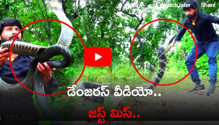 King Cobra Rescue Video: మనిషి ఎత్తుకు లేస్తూ.. కాటేయటానికి వచ్చిన కింగ్ కోబ్రా.. గూస్ బంప్స్ వీడియో