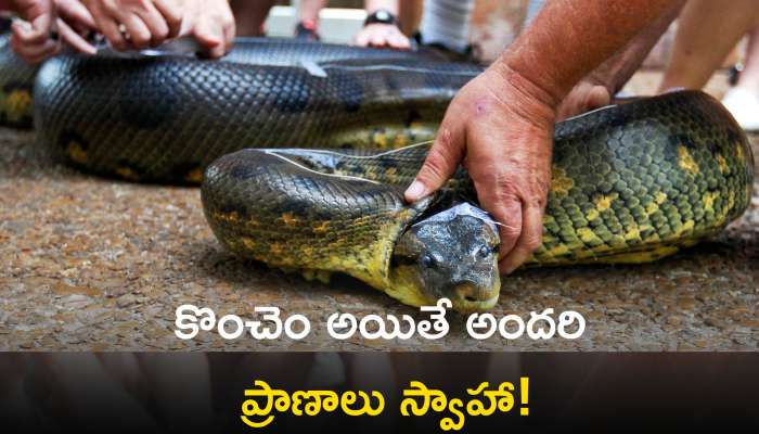 Big King Cobra Catching: గాయపడి ఆగ్రహంతో ఉన్న 20 అడుగుల కింగ్ కోబ్రా.. ప్రాణాలకి తెగించి పట్టుకున్న స్నేక్ క్యాచర్స్