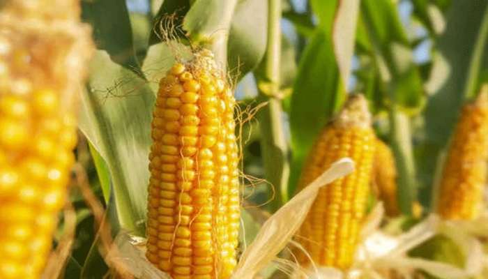 Corn Health Benefits: జొన్నరొట్టె ఒక్కటి తింటే చాలు, బీపీ, కొలెస్ట్రాల్ సమస్యలకు చెక్