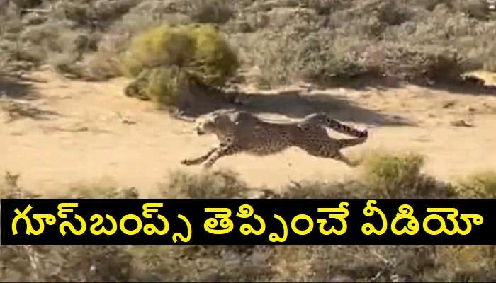 Cheetah Hunting Its Prey: చిరుతపులి వేటాడే సీన్ చూస్తే గూస్‌బంప్స్ రావడం పక్కా