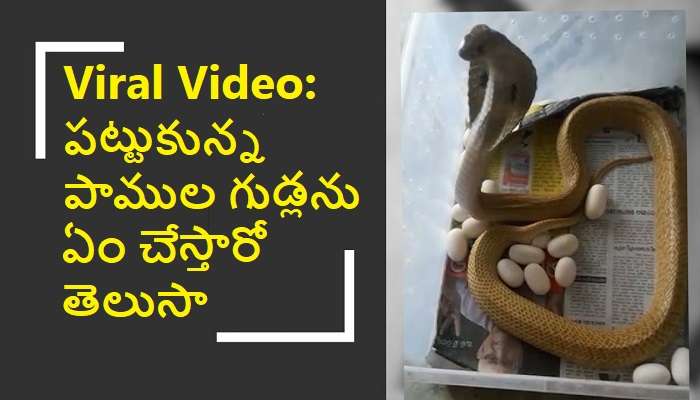 Cobra Snake Laying Eggs: పాము గుడ్లు పెట్టడం ఎప్పుడైనా చూశారా ?