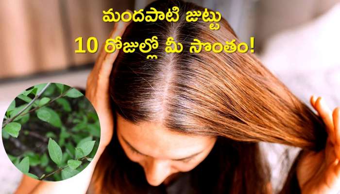 Henna Benefits For Hair: Applying Henna On Hair Will Give You Long And Thick Hair In 10 Days | Henna Benefits For Hair: మెహందీతో పొడవాటి, మందపాటి జుట్టు 10 రోజుల్లో మీ సొంతం! News in Telugu Henna Benefits For Hair: Applying Henna On Hair Will Give You Long And Thick Hair In 10 Days | Henna Benefits For Hair: మెహందీతో పొడవాటి, మందపాటి జుట్టు 10 రోజుల్లో మీ సొంతం! News in Telugu