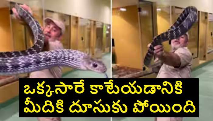 9 Foot Rat Snake: బాబోయ్ 9 అడుగుల పాము.. ప్రపంచంలోనే అతి పెద్ద ర్యాట్ స్నేక్