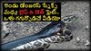 Indigo Snake Eating Python: పక్కా గూస్ బంప్స్ వీడియో.. బాప్రే.. చూస్తుండగానే పెద్ద కొండ చిలువను మింగేసిన ఇండిగో స్నేక్!