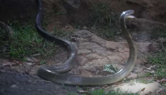 King Cobra Viral Video: బుసలు కొడుతున్న డేంజరస్ కింగ్ కోబ్రా.. ఒంటిచేత్తో పట్టేసిన స్నేక్ క్యాచర్!
