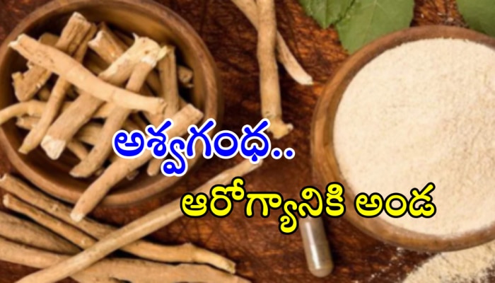 Ashwagandha Benefits: యవ్వనంతోపాటు సంతానప్రాప్తిని కలిగించే ఒకే ఒక్క దివ్యౌషధం.. &#039;అశ్వగంధ&#039;!