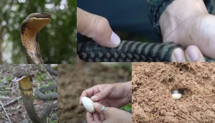 Rare King Cobra Eggs Video: కింగ్ కోబ్రాను పట్టి.. చారలు, గుడ్లు లెక్కించిన స్నేక్ క్యాచర్స్