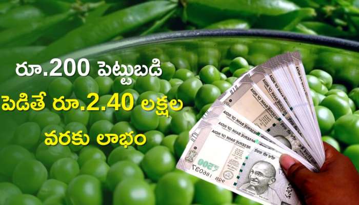 Invest Rs 200 Get Rs 2 Lakhs: పెట్టుబడి రూ. 200.. లాభం రూ. 2.40 లక్షలు.. సింపుల్ అండ్ ఈజీ బిజినెస్ టిప్స్