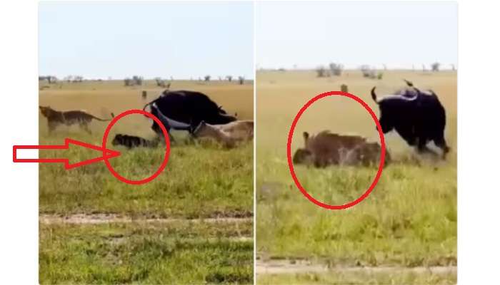 Mother Buffalo terrific Fighting Video: 'తల్లిని మించిన యోధుడు లేడు'.. ఈ  వీడియో చూస్తే మీరే ఒప్పుకుంటారు!