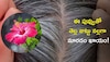 Hibiscus Flower for Hair Loss: జుట్టు రాలటాన్ని 5 రోజుల్లో పూర్తిగా తగ్గించే మందార పువ్వు