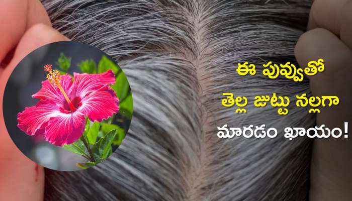 Hibiscus Flower for Hair Loss: జుట్టు రాలటాన్ని 5 రోజుల్లో పూర్తిగా తగ్గించే మందార పువ్వు
