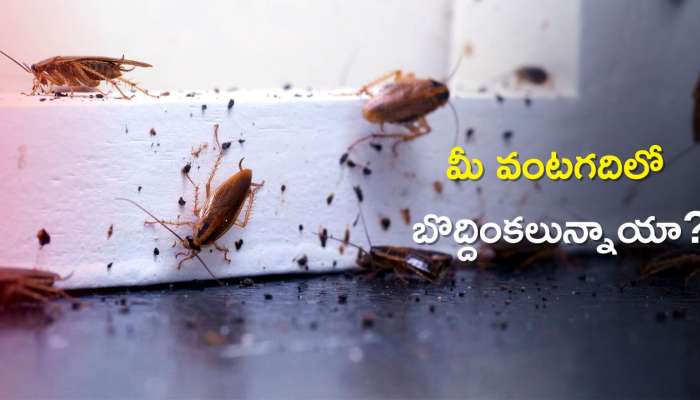 Pest Control with Home Remedies: ఇంట్లో బొద్దింకల సమస్యలా..? ఈ సహజ పద్దతులను అనుసరించండి