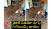 Headless Snake Video: వారెవ్వా.. తల తెగి పడిన.. వ్యక్తిపై దాడి చేస్తున్న పాము.. తమ కళ్లను తామే నమ్మలేకపోతున్న జనం