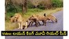 Single Lion Vs Group of Hyena's: హైనాల ఆకలికి అంతుండదు.. ఒంటరిగా చిక్కిన సింహాన్ని ఎలా వెంటపడి తింటున్నాయో చూడండి!