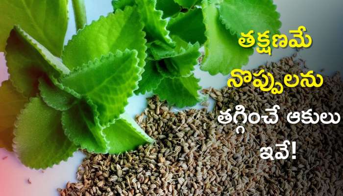 Pain Relief with Ajwain Leaves: ఎంతటి ఒళ్ళు నొప్పులనైనా 2 నిమిషాల్లో తగ్గించే వామాకులు