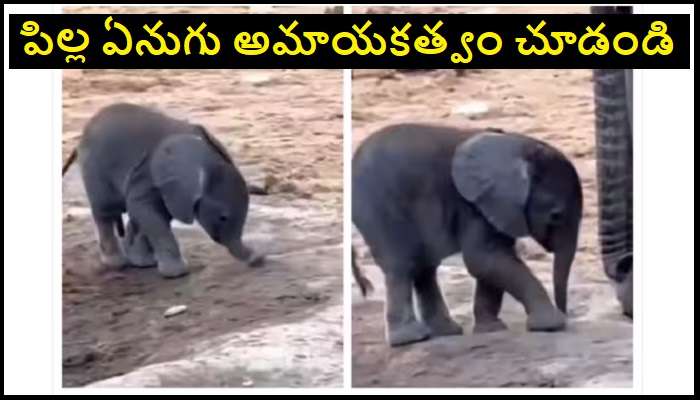 Baby Elephant Viral Video: పిల్ల ఏనుగు వింత చేష్టలు చూస్తే కడుపుబ్బా నవ్వడం ఖాయం