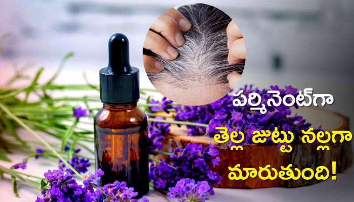 Lavender Oil for Hair: లావెండర్ ఆయిల్‌తో పర్మినెంట్‌గా తెల్ల జుట్టు నల్లగా మారటం ఖాయం!