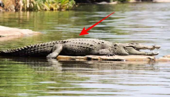 7-Feet Crocodile: స్కూల్ టాయిలెట్‌లోకి దూరిన 7 అడుగుల భారీ మెుసలి.. తర్వాత ఏమైందంటే..?
