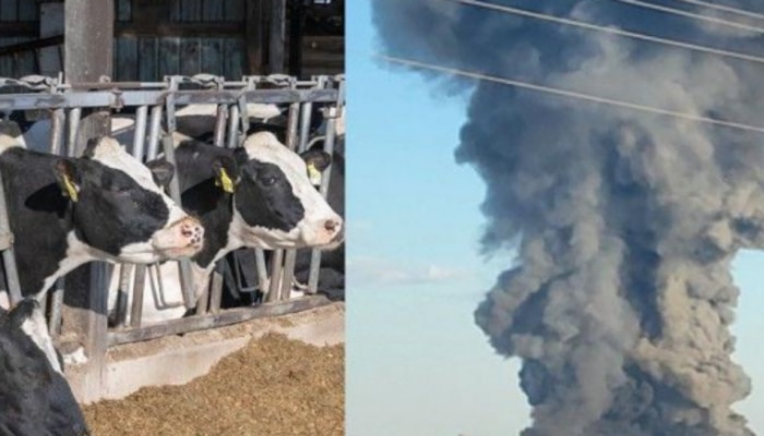 Texas dairy explosion: డెయిరీ ఫాంలో భారీ పేలుడు.. 18,000 ఆవుల మృతి!
