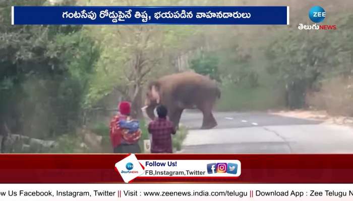 Elephant at Chittoor Gudiyatham Road