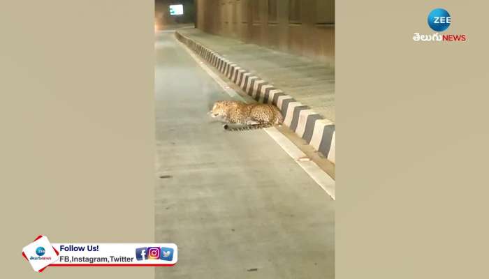 Viral Video of Leopard On Highway