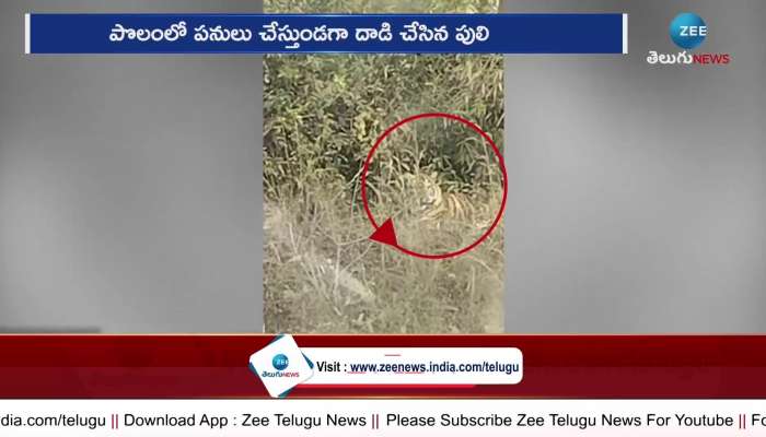 Tiger killed woman in Maharashtra 
