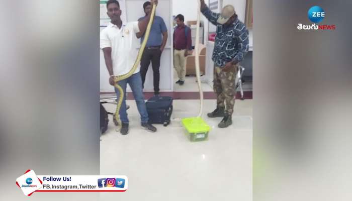 Snakes seized at Chennai Airport