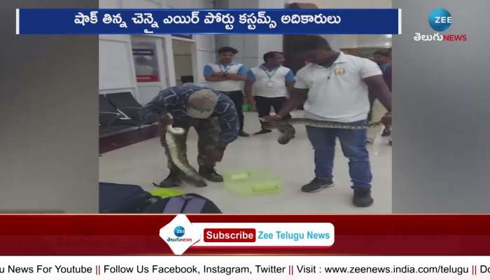 Snake Smugling at Chennai Airpot