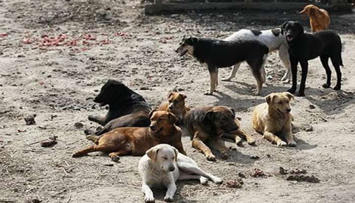 Street Dogs: మధ్యప్రదేశ్ లో దారుణం.. 55 ఏళ్ల మహిళను పీక్క తిన్న వీధి కుక్కలు.. 
