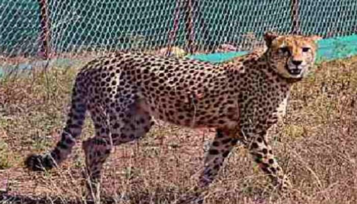 Cheetah Dies At Kuno: కునో నేషనల్ పార్క్‌లో మరో చీతా మృతి.. 40 రోజుల్లో మూడో మరణం..