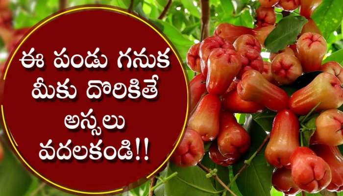 Water Apple Benefits: వాటర్ యాపిల్స్ ను మీరు ఎప్పుడైనా తిన్నారా? గుండెపోటుతో బాధపడుతున్న వారు తప్పకుండా వీటిని తినాల్సిందే!