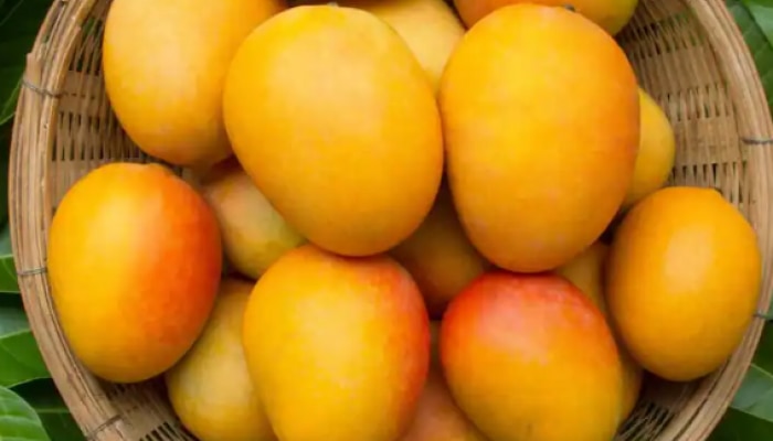 Benefits of Mango: మామిడి పండు తినడం వల్ల ఇన్ని లాభాలు ఉన్నాయా?