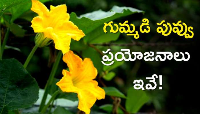 Pumpkin Flower: గుమ్మడి పువ్వుతో శరీరానికి ఎలాంటి ప్రయోజనాలు కలుగుతాయో తెలుసా?